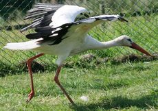 Weißstorch-8.jpg